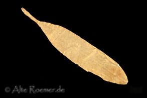 Thrakisches Olivenbaumblatt aus Gold - Grabbeigabe