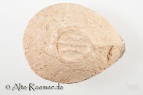 Media Label