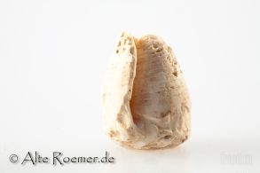 Sumerische Muschelperle