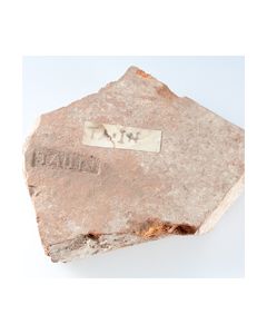 Fragment einer Platte mit Stempel TA.IN mit bekanntem Fundort