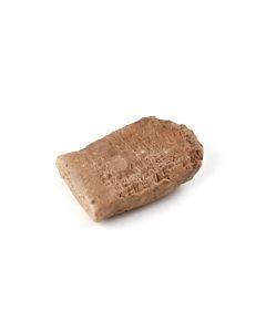 Buy Ammi-Ditana reign cuneiform tablet