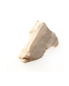 Schaber&#044; Homo Neanderthalensis