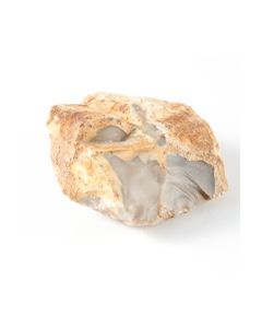 Schaber&#044; Homo Neanderthalensis