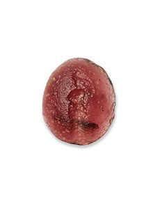 Buy ancient roman intaglio