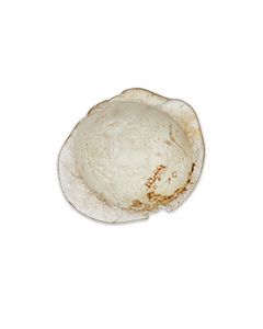 Antikes römisches Intaglio kaufen