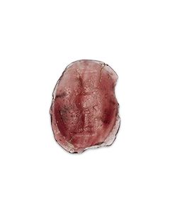 Buy ancient roman intaglio