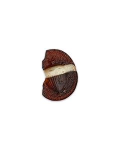 Antikes römisches Intaglio kaufen